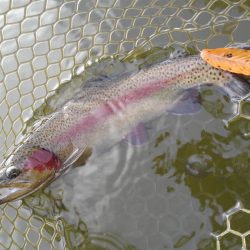 大安トラウトレイク釣果